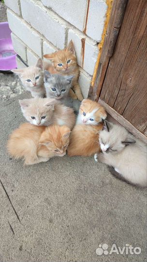 Котята в добрые руки