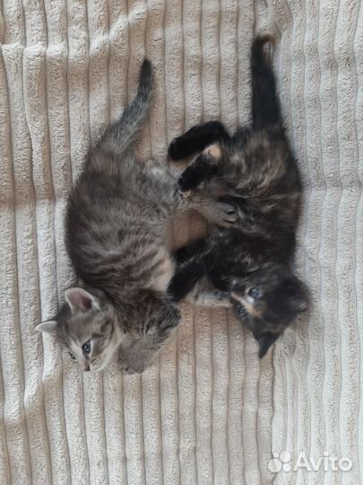 Котята