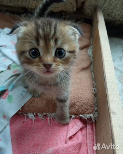 Кошки в добрые руки бесплатно