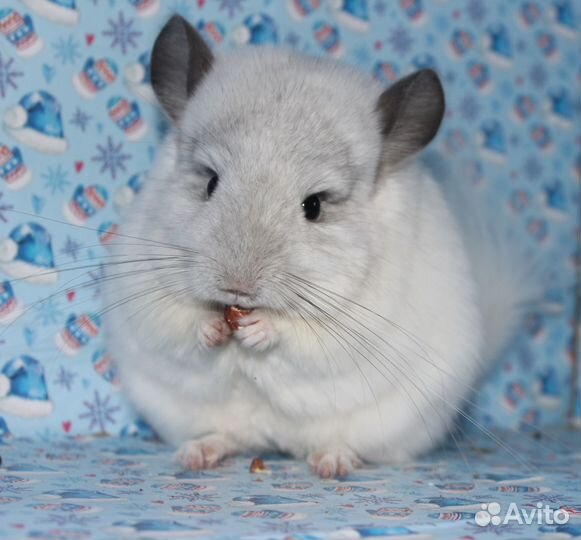 Шиншилла ангора(девочка)