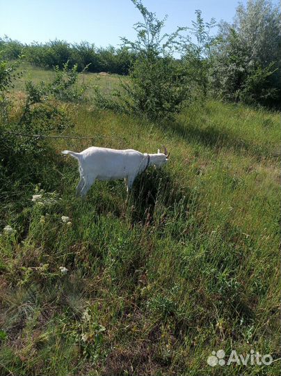 Коза молочная дойная