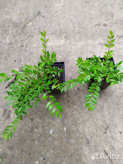 Жимолость шапочная