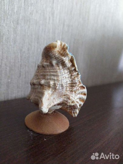Росписная ракушка Куба