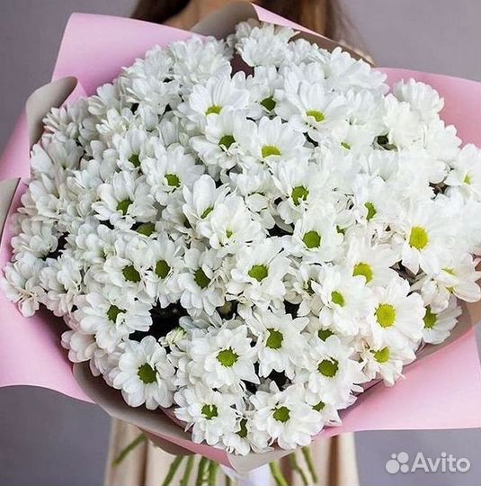 Хризантема