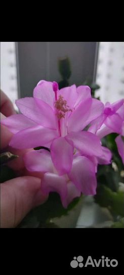 Декабристы зимние (шлюмбергеры)