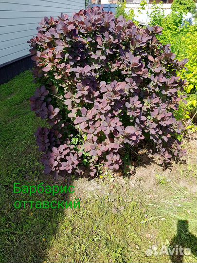 Саженцы декоративных растений