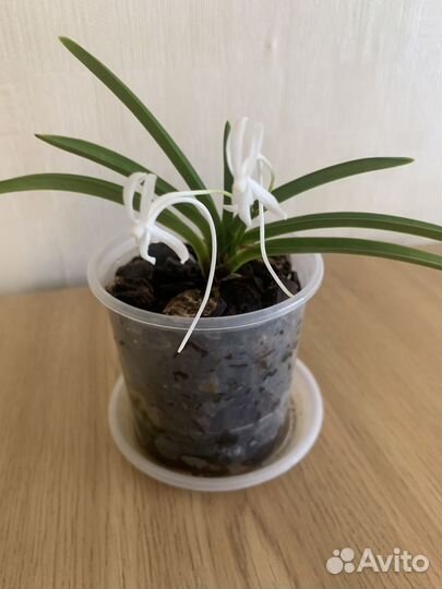 Ванда Neofenetia Falkata (миниатюрная) отцвела