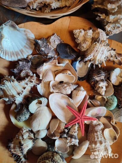 Набор ракушек
