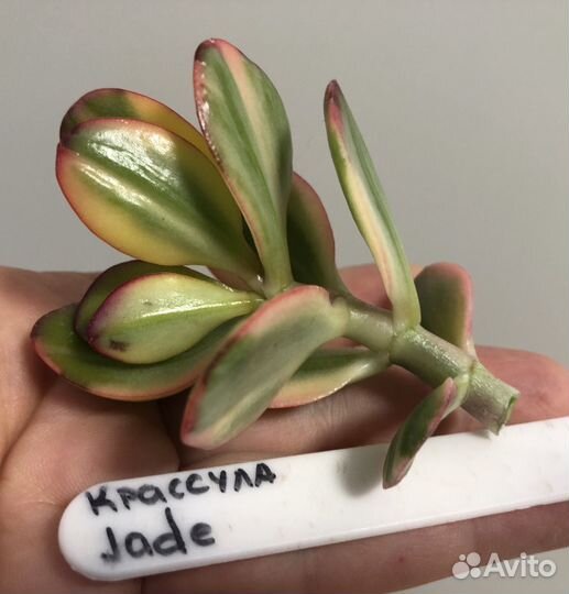 Крассула Рубра, jade, Didier, Фрогги, Гелиос