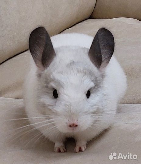 Шиншилла девочка 1год 1 месяц