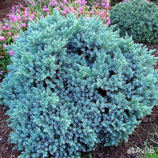 Можжевельник Блю Стар чешуйчатый