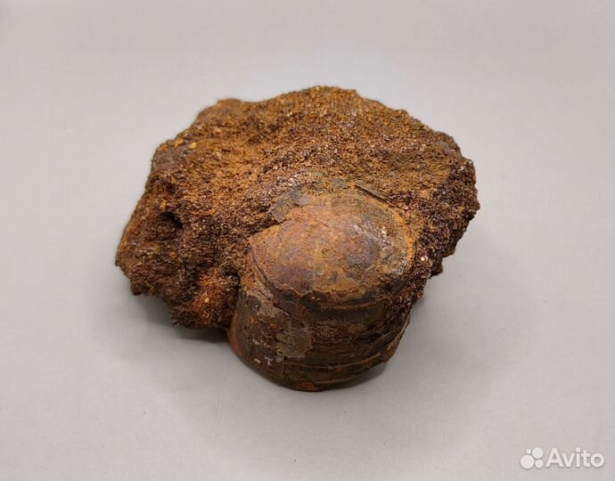 Фрагмокон белемнита крупный, Россия / Окаменелости