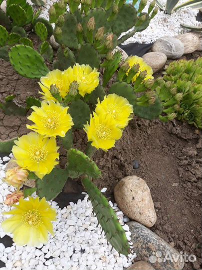 Кактусы и суккуленты