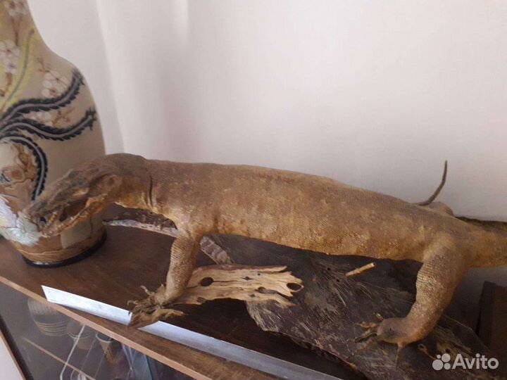 Чучело варана, Индонезия