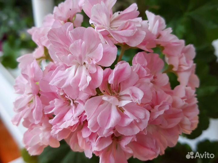 Пеларгония герань