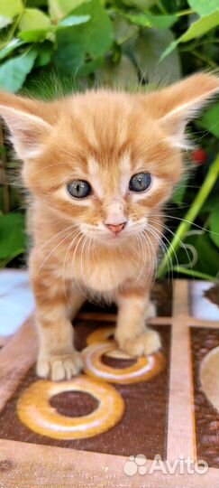 Кошка в дар