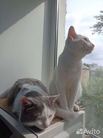 Коты в добрые руки