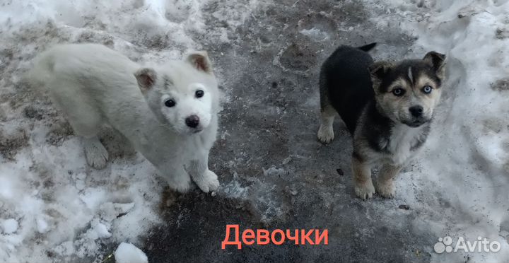 Щенки в добрые руки