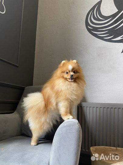 Груминг стрижка собак