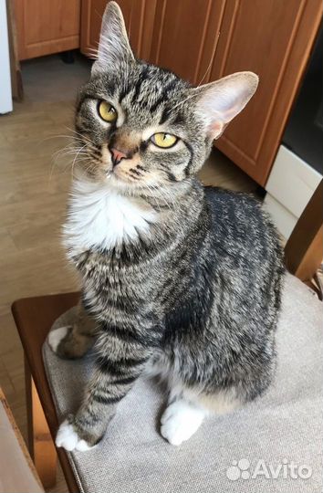 Кошки в добрые руки