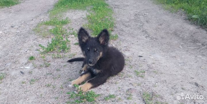 Собака, щенок