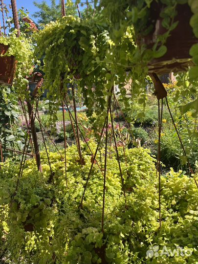 Вербейник монетчатый ауреа