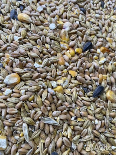 Зерносмесь для кур универсальная