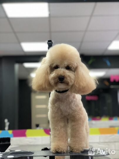 Стрижка собак / груминг/экспресс -линька