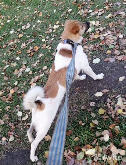 Собака Майло