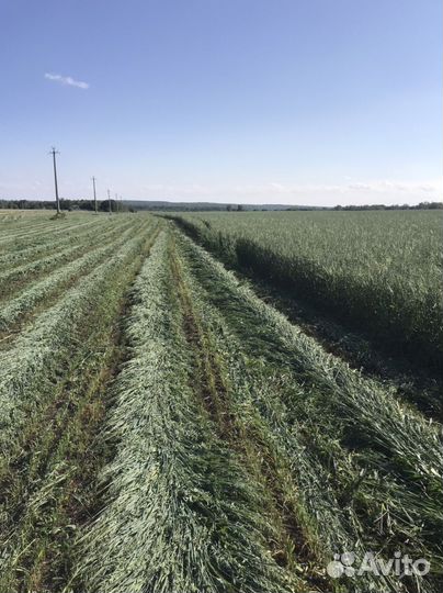 Овсяное сено в тюках, Овсяная солома. люцерна