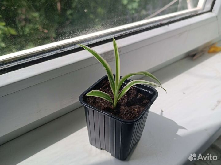 Хлорофитум