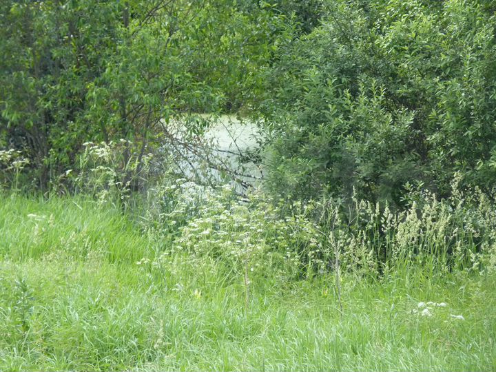 Участок 21 сот. (ИЖС)