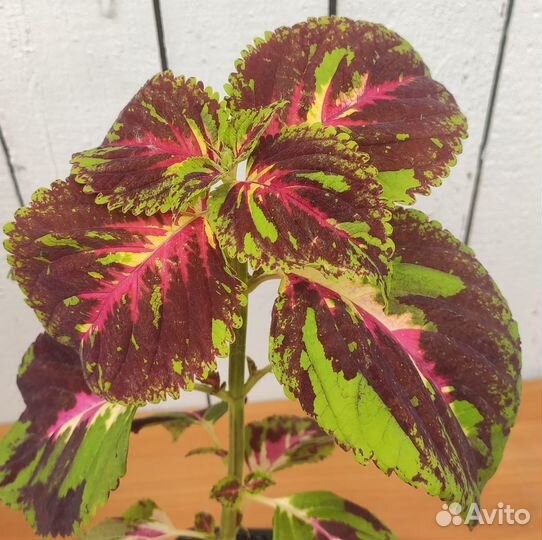 Колеус Kong Mosaic