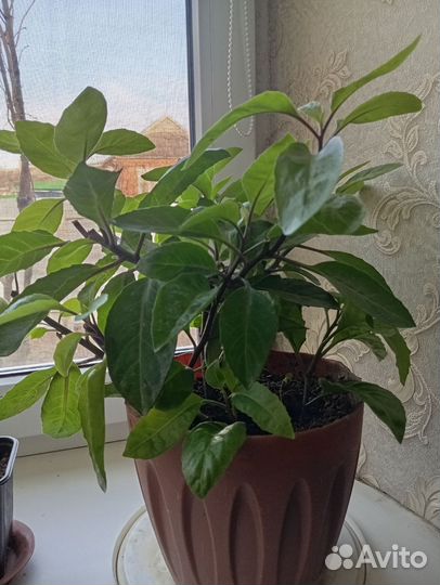 Шпинат долголетия