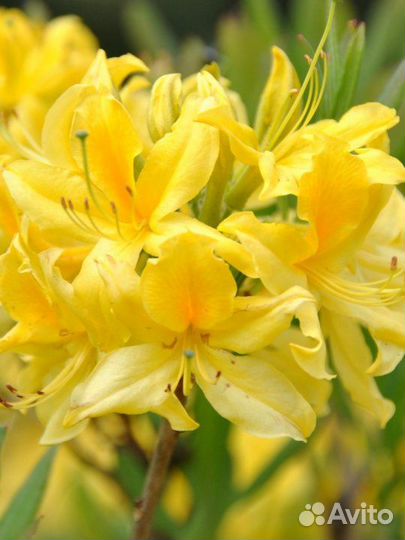 Рододендрон желтый (семена)