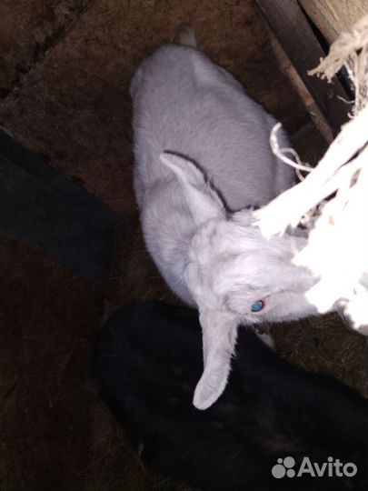 Каза дойная