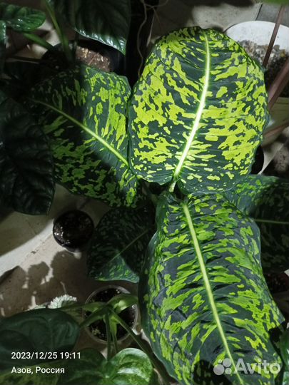 Диффенбахия