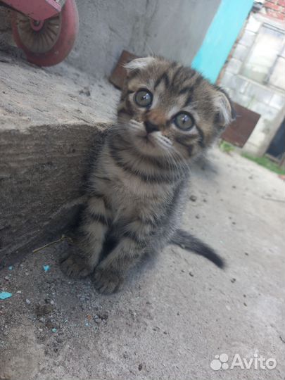 Вислоухие и простые котята, в дар