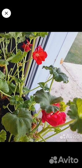 Герань алая