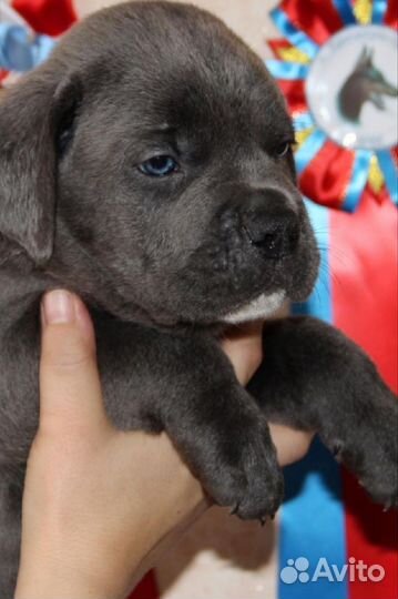 Щенки кане Корсо