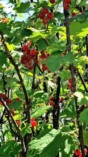 Дача 36 м² на участке 8,3 сот.