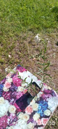 Тысячелистник птармика