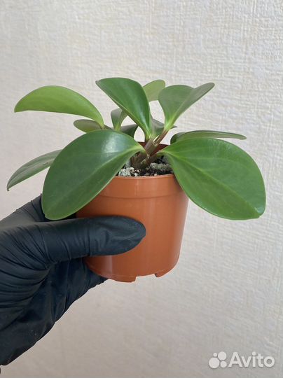 Пеперомия туполистная