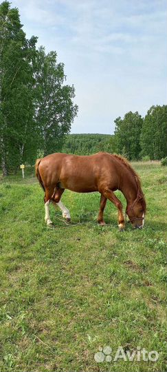 Продажа лошадей