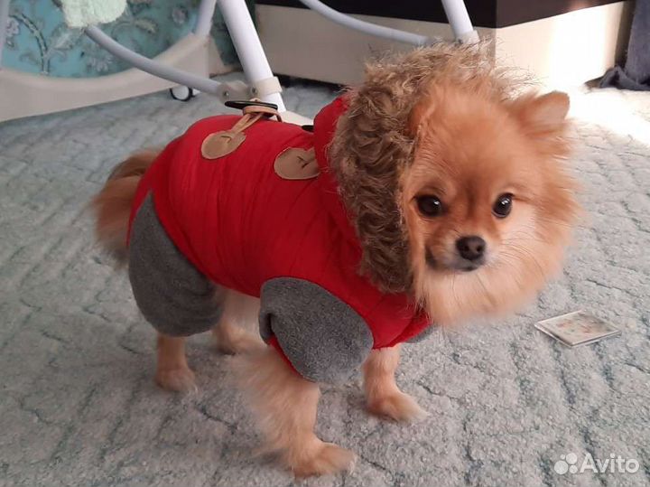 Комбинезон для собаки m