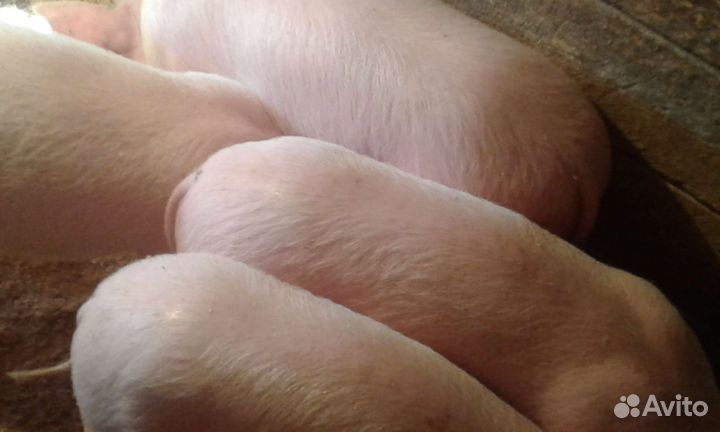 Поросята крупная белая