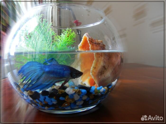Рыбки Петушок и аквариумы