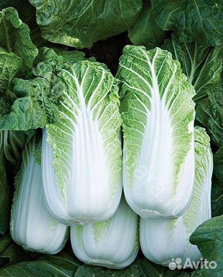 Семена Капуста пекинская Билко F1