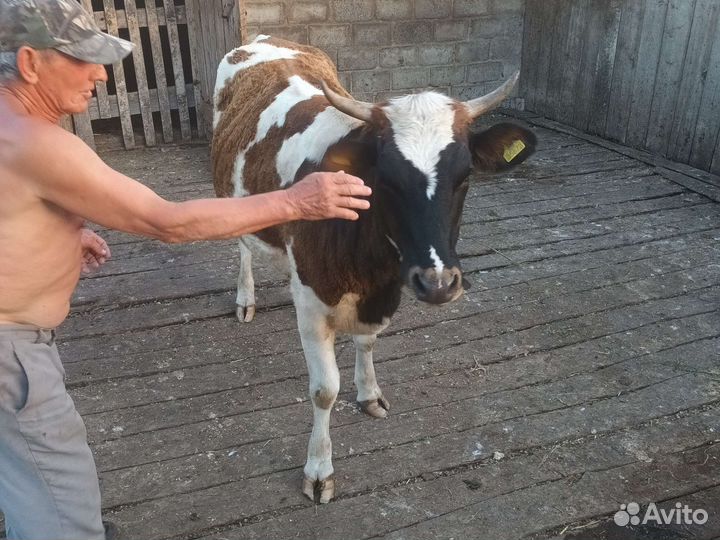 Первотелка с теленком