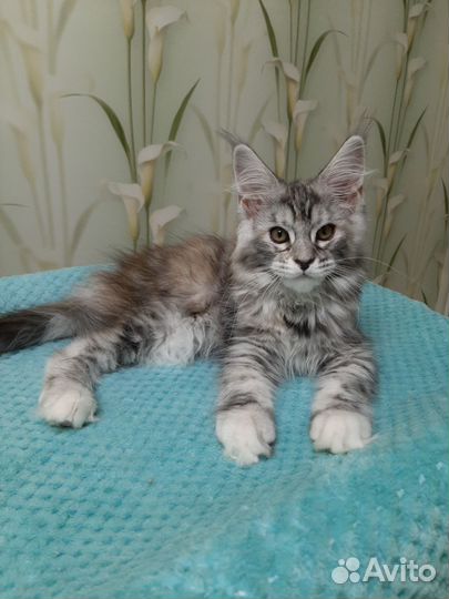 Котята мейн-кун